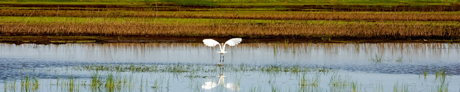 White Egret lands on Consumnes River in Sacramento